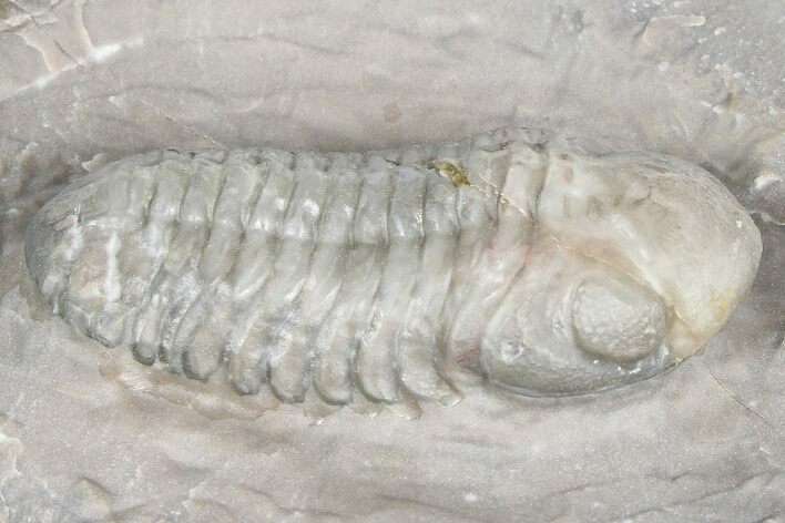 Prone Austerops Trilobite Fossil - Jorf, Morocco #363125